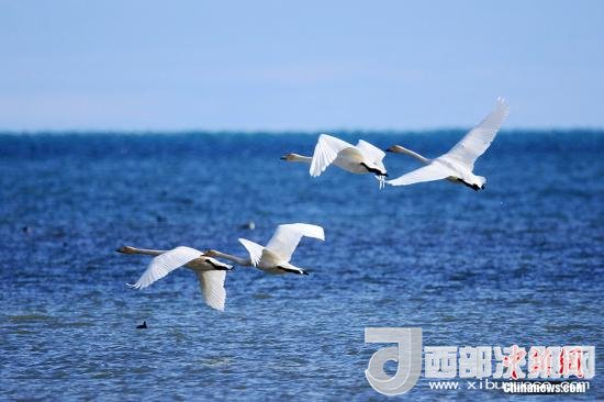 資料圖:青海湖。 楊濤 攝 點擊進(jìn)入下一頁