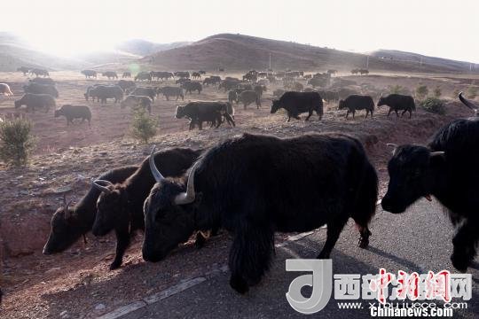 西藏每年存欄約420萬頭牦牛，牦牛產(chǎn)業(yè)發(fā)展是推動西藏畜牧業(yè)可持續(xù)發(fā)展和農(nóng)牧民脫貧致富的重要產(chǎn)業(yè)。圖為西藏牦牛。　孫翔 攝