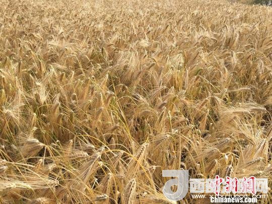 2017年西藏青稞種植面積達210多萬畝，占糧食播種面積的75%。圖為成熟期的青稞?！⊥跤窳?攝