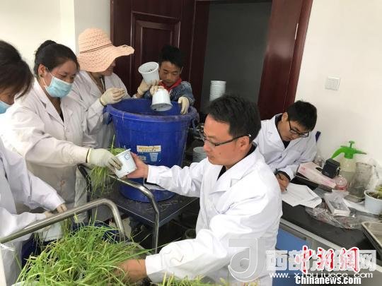 圖為研究員正在調(diào)查青稞感染白粉病情況?！⊥跤窳?攝