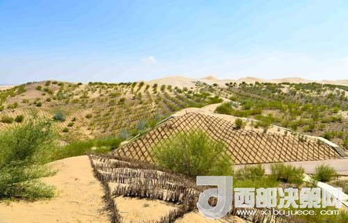 達(dá)拉特旗庫(kù)布其沙漠染綠。吳勇攝