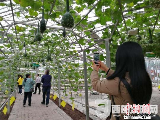 山西省郵政管理局積極推動(dòng)“一市一品”農(nóng)特產(chǎn)品進(jìn)城項(xiàng)目。 資料圖 楊杰英 攝