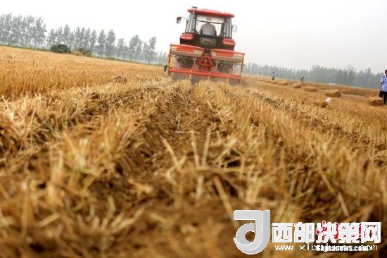 資料圖：收割機(jī)進(jìn)行機(jī)械化收割。<a target='_blank'  data-cke-saved- >中新社</a>記者 王中舉 攝