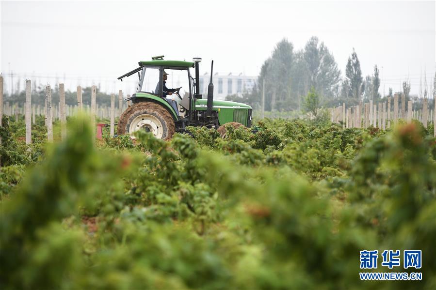 （壯麗70年·奮斗新時代——共和國發(fā)展成就巡禮·圖文互動）（10）生態(tài)美、百姓富——品讀嶄新“寧夏畫卷”