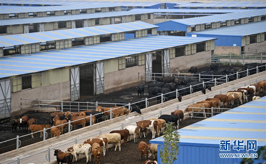 （壯麗70年·奮斗新時代——共和國發(fā)展成就巡禮·圖文互動）（11）生態(tài)美、百姓富——品讀嶄新“寧夏畫卷”