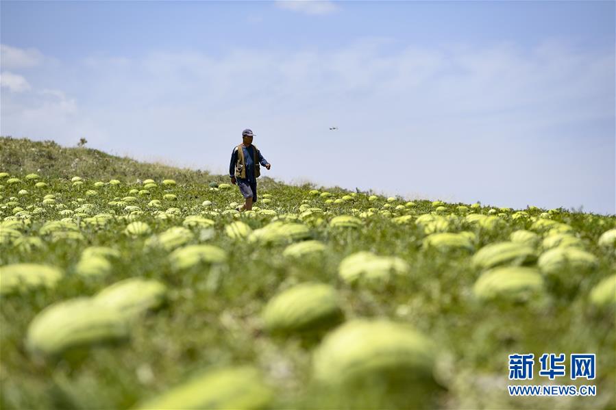 （壯麗70年·奮斗新時代——共和國發(fā)展成就巡禮·圖文互動）（4）生態(tài)美、百姓富——品讀嶄新“寧夏畫卷”