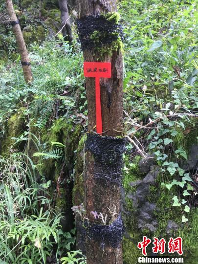 貴州同威生物科技有限公司鐵皮石斛種植。　周嫻 攝