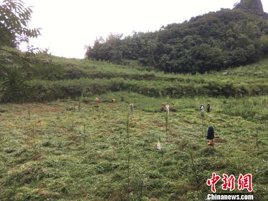 貴州同威生物科技有限公司天麻種植基地?！≈軏?攝