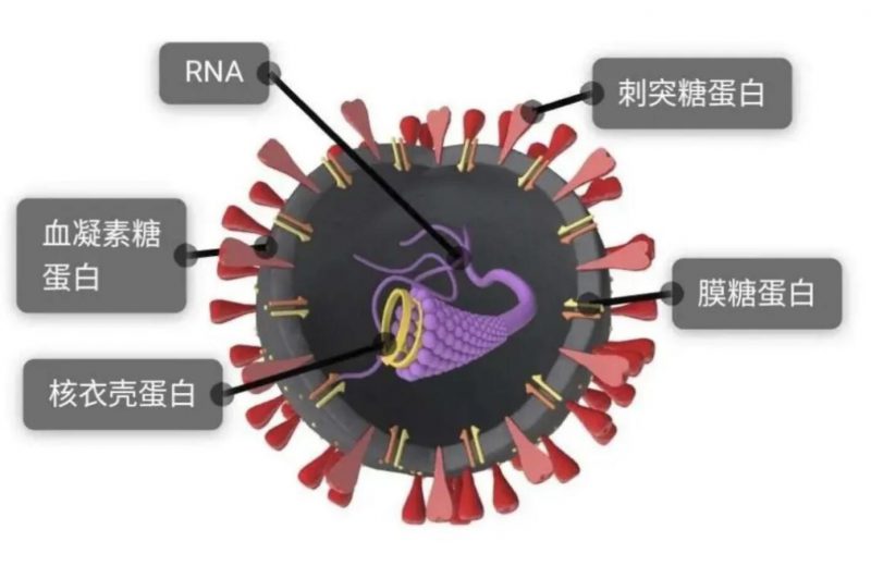 ▲新冠病毒半剖模型圖 圖片來(lái)源：新華社微信公號(hào)