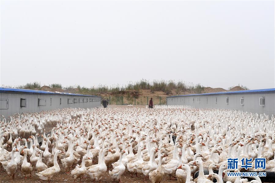 (決戰(zhàn)決勝脫貧攻堅(jiān)·聚焦三區(qū)三州·圖文互動(dòng))(2)號(hào)角聲里看于田——來自庫(kù)爾班大叔故鄉(xiāng)的脫貧報(bào)告