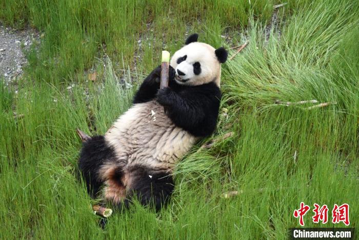 九寨溝熊貓園里的大熊貓?！【耪瘻峡h委宣傳部提供 攝