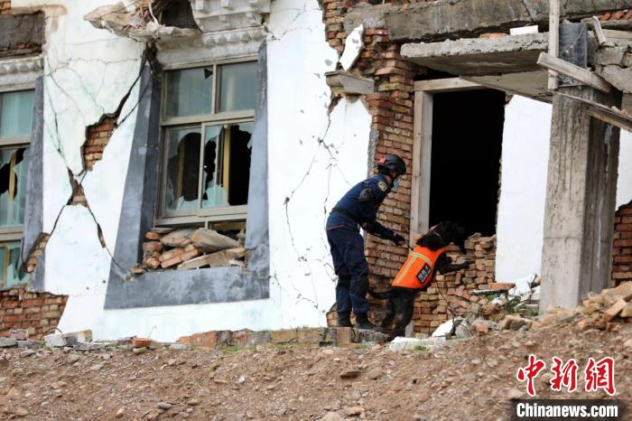 圖為搜救犬進(jìn)行模擬搜救。青海省應(yīng)急廳