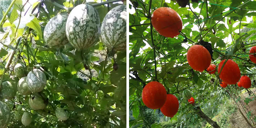 左為處于生長期的吊瓜，右為成熟的吊瓜（圖源西鄉(xiāng)縣宣傳部）