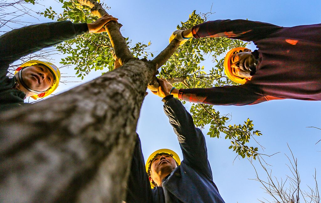 2021年11月26日，河北邯鄲，園林工人正在城東植樹。