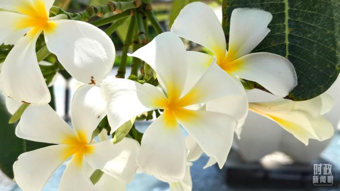 △會議樓門口正在綻放的雞蛋花，花語是孕育希望。(總臺央視記者韓銳拍攝)