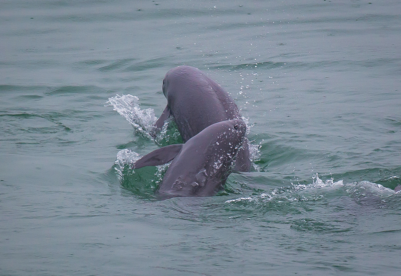 2021年5月10日，在湖北省宜昌市江邊，長江江豚在水中嬉戲。