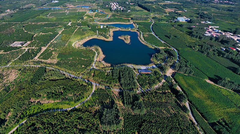 這是2022年9月6日拍攝的雄安新區(qū)千年秀林。